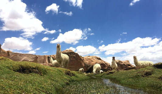 How Alpacas Are Saving Small Farmers and Herders