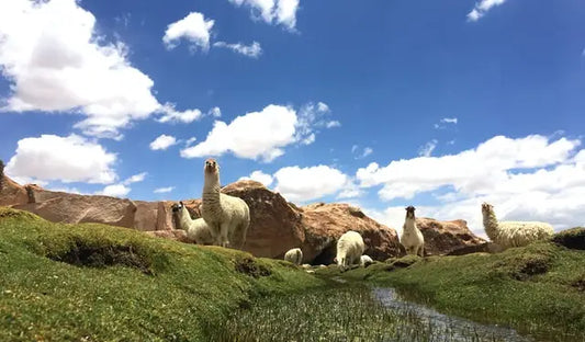 How Alpacas Are Saving Small Farmers and Herders