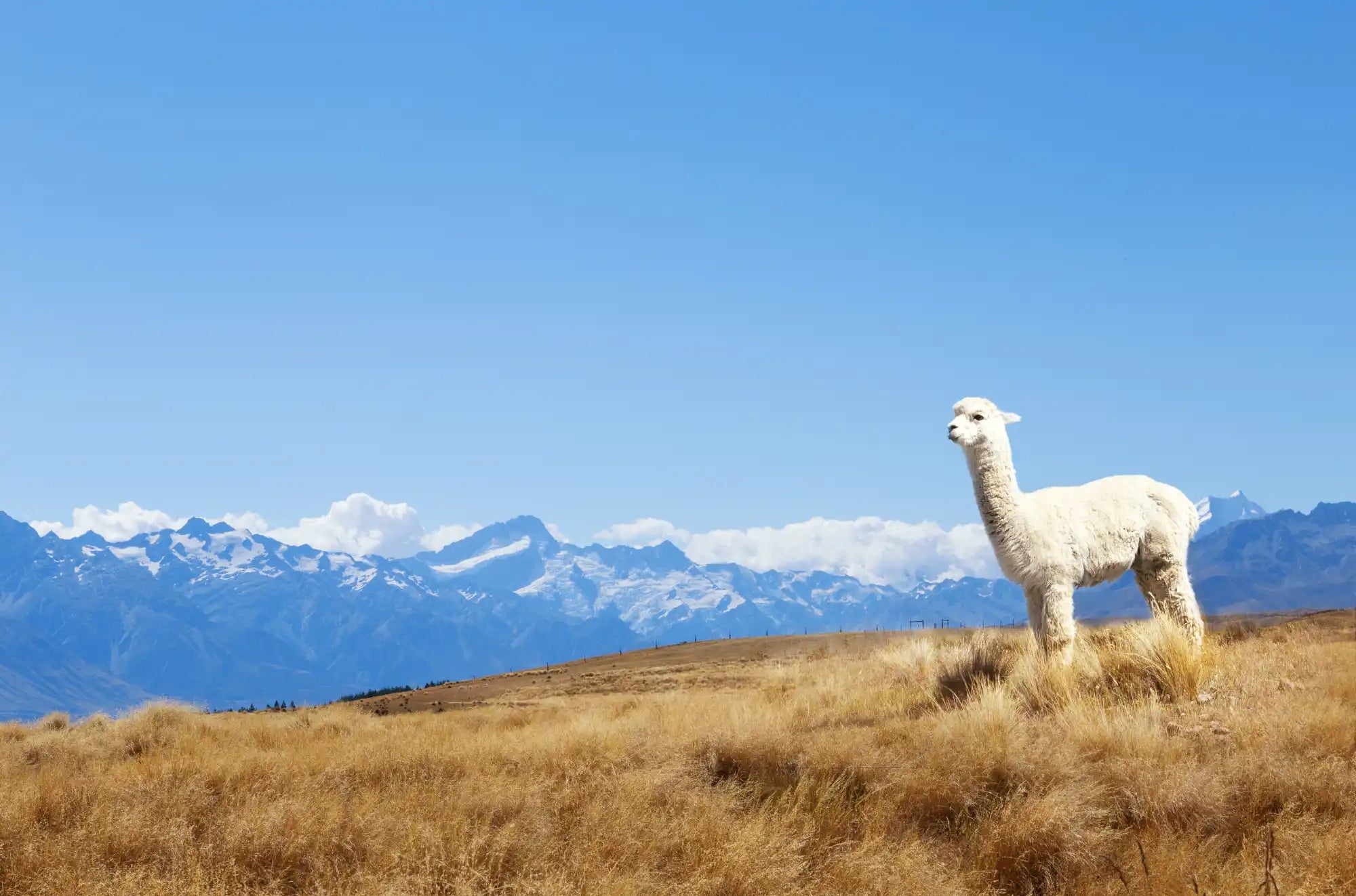 White alpaca with thick, fluffy wool.